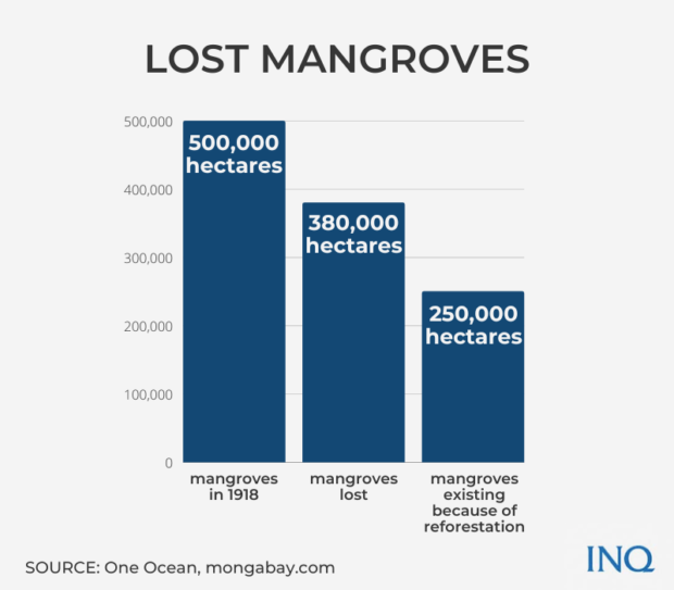 Mangroves save lives: Greenbelt zones pushed in PH