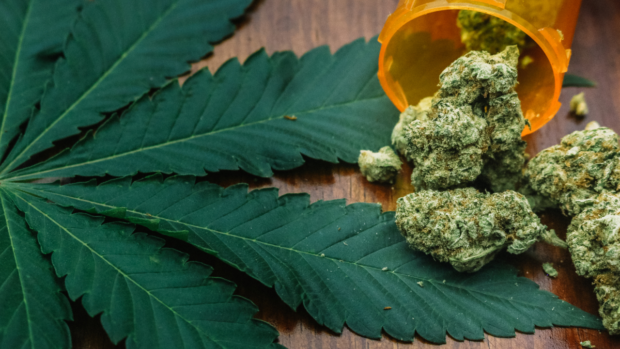 Marijuana now top choice of drug users — PDEA | Inquirer News