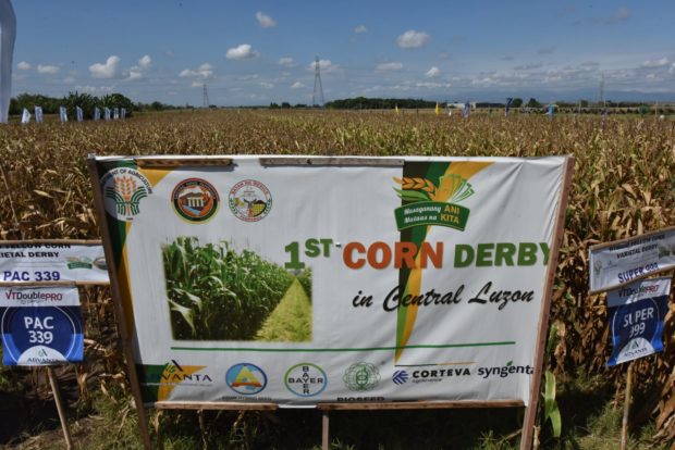 DA holds 1st Central Luzon ‘corn derby’ in Pampanga