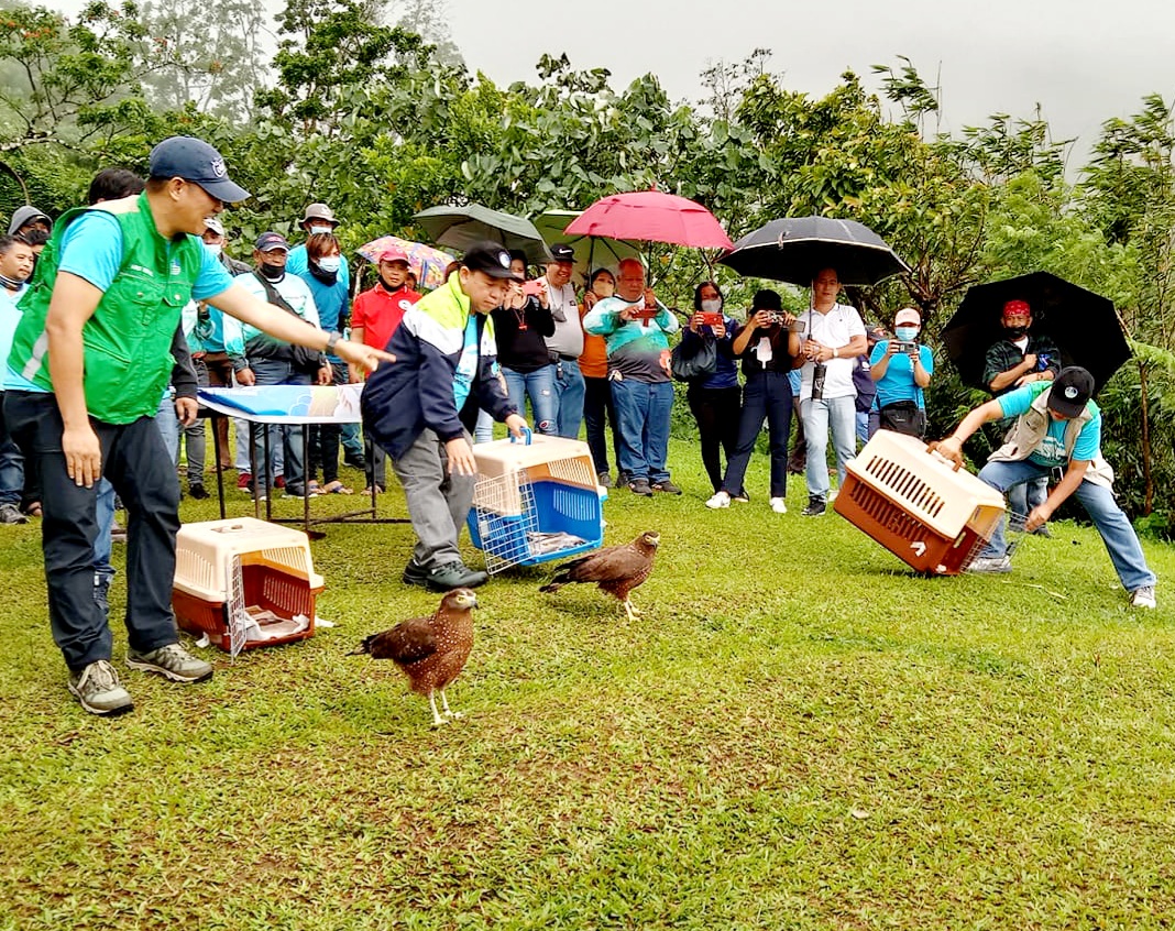 Philippine serpent eagles set free in Albay