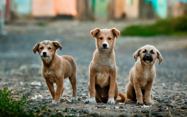 Deadly bite: Rabies remains a huge global public health concern