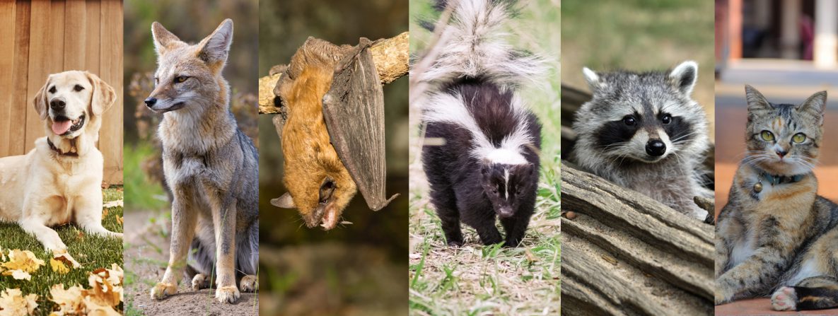 Some of the animals that can carry or be infected with rabies virus