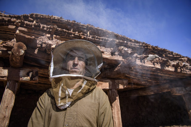 Stung by drought, Morocco’s bees face disaster