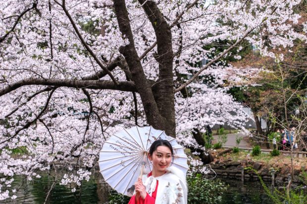 A woman in traditional outfit poses for pictures underneath blooming cherry blossoms at Inokashira Park in Tokyo on March 29, 2022. (Photo by Philip FONG / AFP)