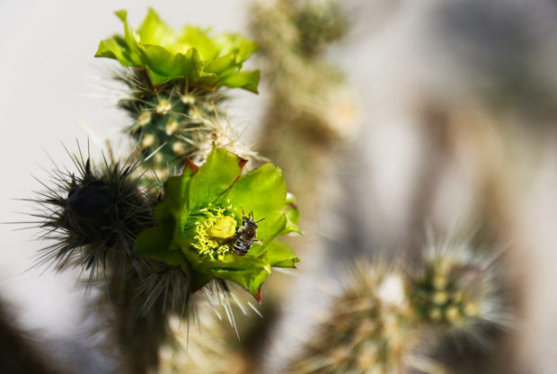 A bee works to collect nectar from a flowering cholla cactus in Anza-Borrego Desert State Park, which is threatened by climate change, on March 23, 2022 near Borrego Springs, California. A 2021 UC Irvine study found that native vegetation declined close to 40 percent from 1984 to 2017 in Californias Colorado Desert region which includes the park. Researchers concluded that drought and new temperature extremes of increased heat in the summer contributed to the vegetation die off.   Mario Tama/Getty Images/AFP (Photo by MARIO TAMA / GETTY IMAGES NORTH AMERICA / Getty Images via AFP)