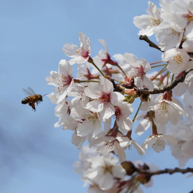 慶南山清の王桜にミツバチ一匹がやってきている。