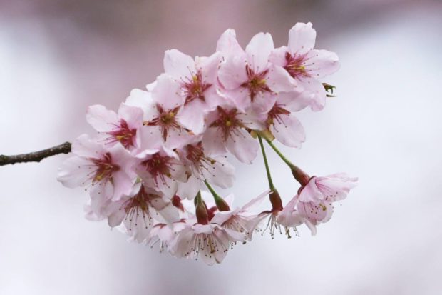 Flowers from one of the oldest King cherry trees, Natural Monument No. 159, on Jeju Island’s Hallasan