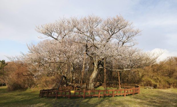 天然記念物第159号済州島漢拏山で最も古い自生王桜 