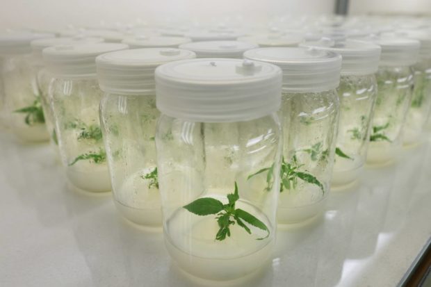 King cherry tree saplings, clones from one of the oldest King cherry trees, grow in the research lab at the Halla Eco Forest on Jeju Island. 