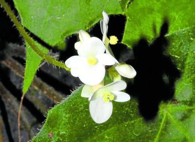 RARE BLOOM Begonia francisabuidii, named after Abuid, is a new plant species discovered in Ligao City, Albay province. —PHOTO COURTESY OF CYRUS JOB DELA CRUZ
