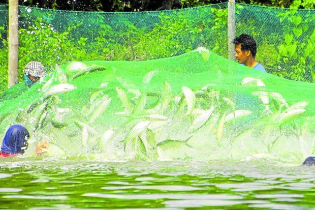 Dagupan City bangus pond. STORY: Festivals return to Pangasinan after 2-year break