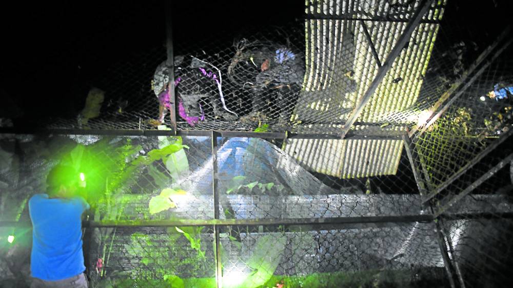 PRECAUTION Animal keepers at the Philippine Eagle Center in Malagos, Davao City add a new layer of protective wire mesh in the cages of eagles after a python attacked and killed Chick #29 on Tuesday morning. PHOTO COURTESY OF THE PHILIPPINE EAGLE CENTER