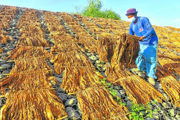Farmer drying tobacco leaves in Pangasinan. STORY: Protecting farmers, environment top issues of N. Luzon voters