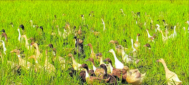 The avian flu threatens the population of ducks in Mlang, Cotabato