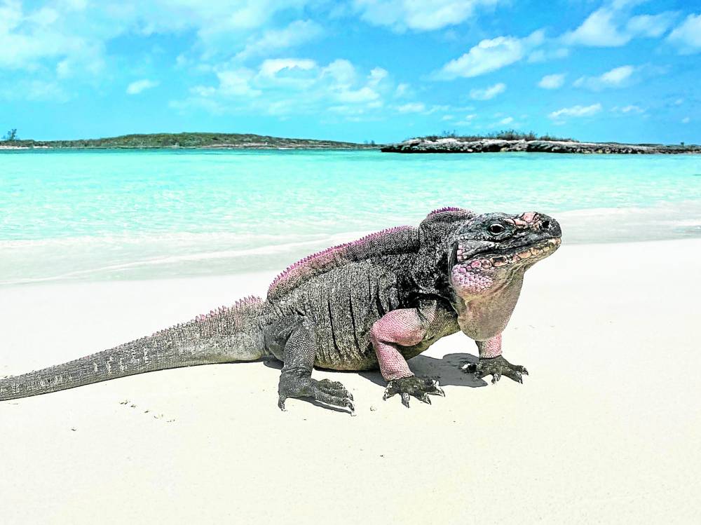 One of the iguanas of the southern Exuma Islands in the Bahamas, in a photo taken in May 2021.