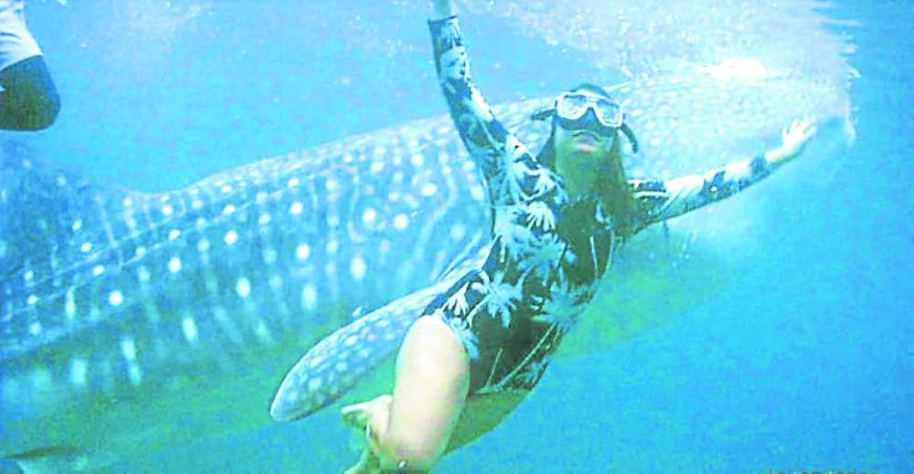 whale sharks of Oslob town in southern Cebu