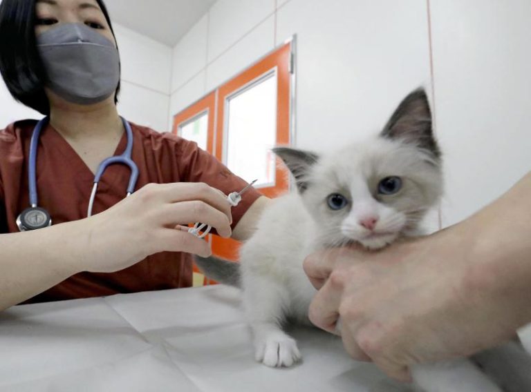 Implanting microchip in pet dogs, cats to mandatory in June in
