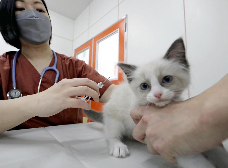 A veterinarian implants a microchip in a kitten at a facility affiliated with a pet shop