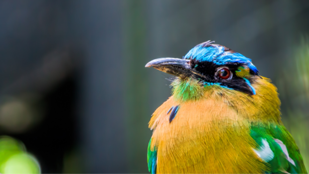 Birds are more colorful closer to the equator, study proves