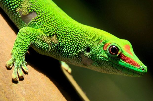 A fifth of world’s reptile species deemed threatened with extinction