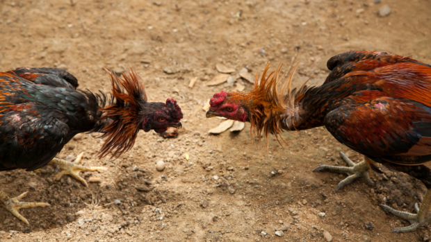 Cockfighting stock photo. STORY: DILG warns of fake guidelines on cockfights