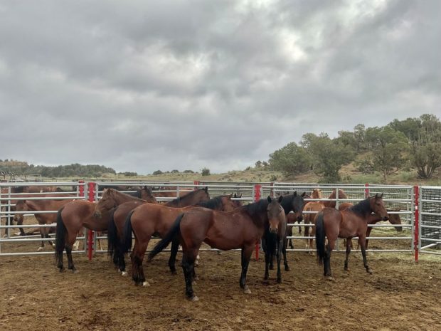 Unknown, highly contagious disease kills 85 wild horses corralled in Colorado