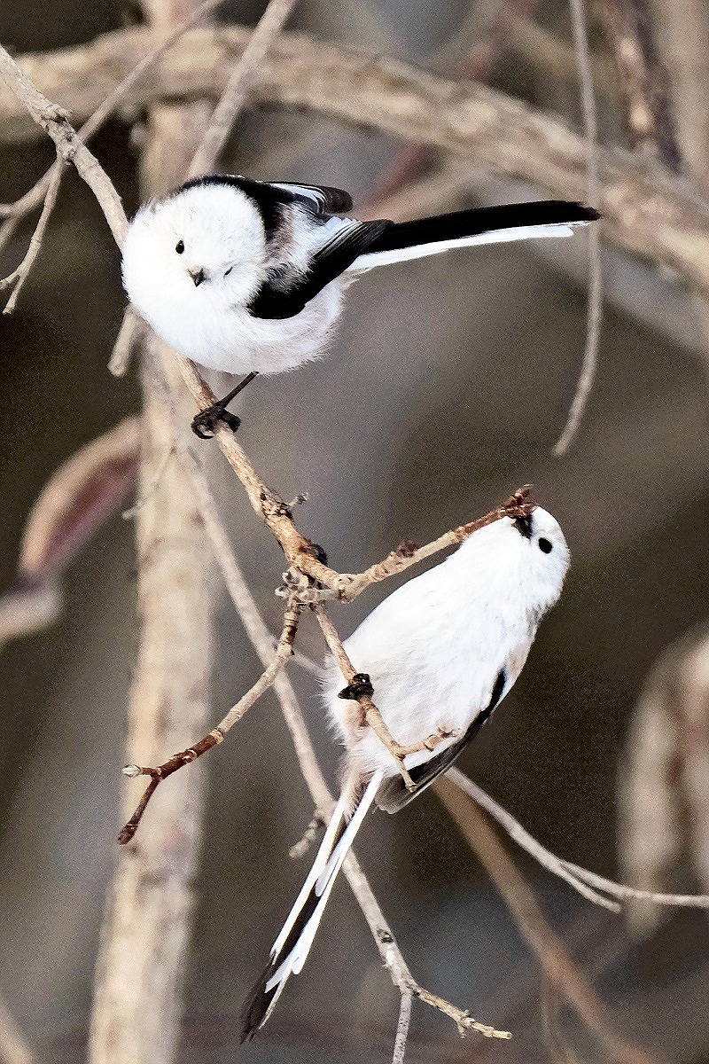 Two shimae-naga long-tailed tits, which are affectionately called “snow fairies,” sit on a tree in Chitose, Hokkaido