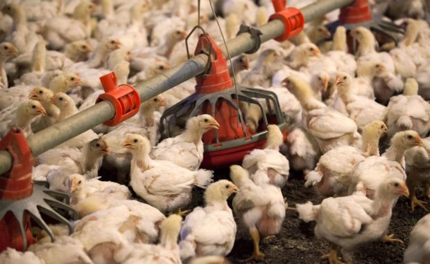 US considers vaccines to protect poultry from deadly bird flu