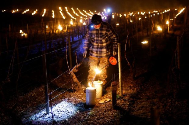 In Chablis vineyards, fear grows that destructive frosts may become the norm