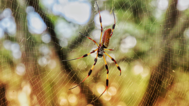 Gotta bounce: Some spiders catapult away after sex to avoid death