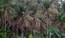 Image from the Department of Agriculture website; palm oil, coconut, copra