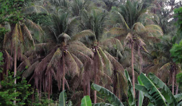 Image from the Department of Agriculture website; palm oil, coconut, copra