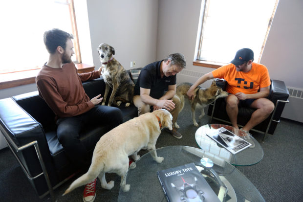 Canadian offices going to the dogs as work-from-home ending