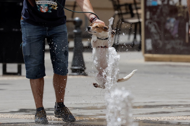 A man cools off his dog in a fountain in Cordoba. STORY: Spain swelters as temperatures soar above May average