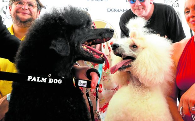 Julieta (left), a Standard Poodle, receives the Palm Dog award on behalf of Britney, who played Beast in the film “War Pony.”