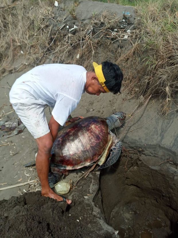 ‘Pawikan’ found dead in Tayabas Bay in Quezon | Inquirer News