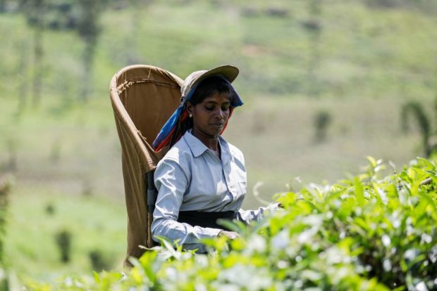 Sri Lankan tea pickers’ drrams shattered by economic crisis