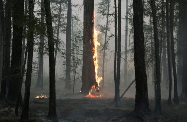 Vast forest losses in 2021 imperil global climate targets, report says