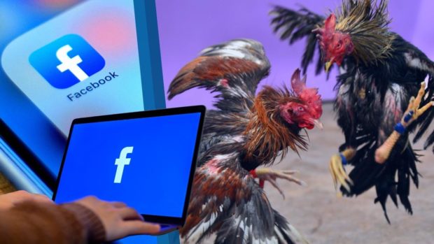 Facebook logo over cockfighting scene. The DILG has asked Meta, Facebook's parent company, to take down e-sabong sites after President Rodrigo Duterte decided to stop online cockfighting operations. Image from Jerome Cristobal / INQUIRER.net