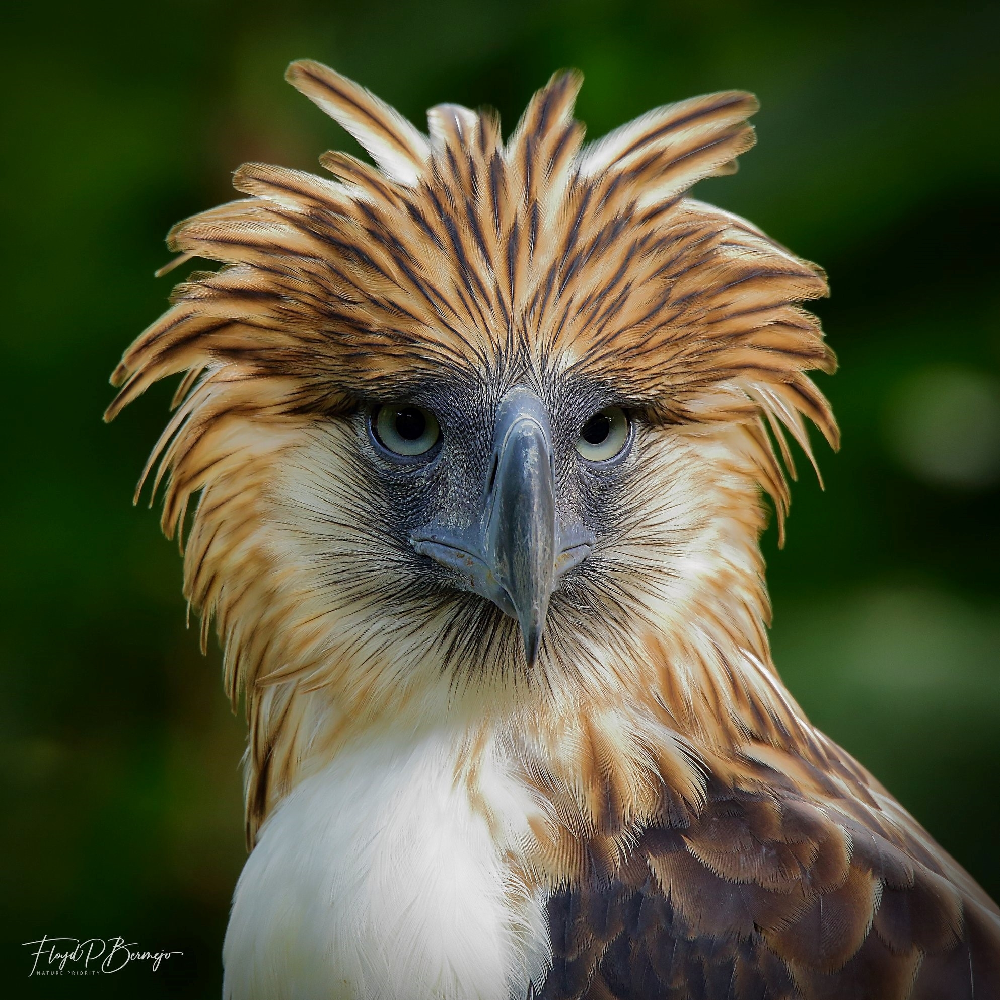 A photo of the Philippine Eagle used in the new P1,000 bills.
