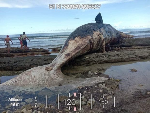 Beached sperm whale on shore of Jose Abad Santos town of Davao Occidental on Saturday. STORY: Dead sperm whale found on Davao Occidental shore