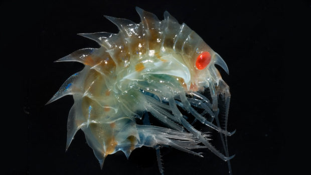 Life in the abyss, a spectacular and fragile struggle for survival