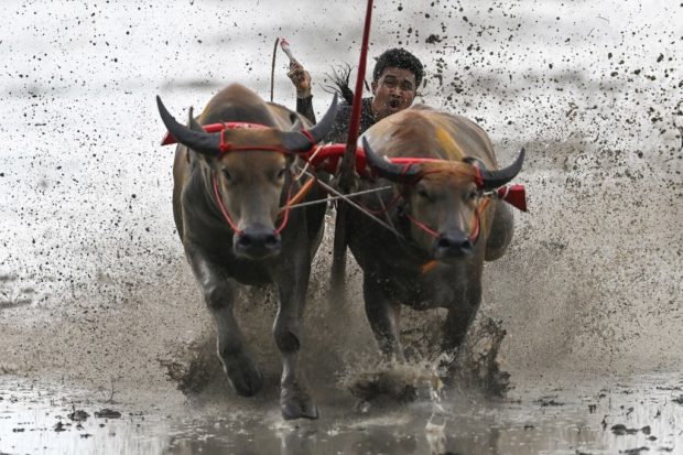 Thailand buffalo race. STORY: Mud, sweat and cheers: Buffalo race delights crowds in Thailand