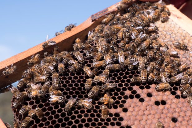 Lockdown for Australian bees as pest detected near port