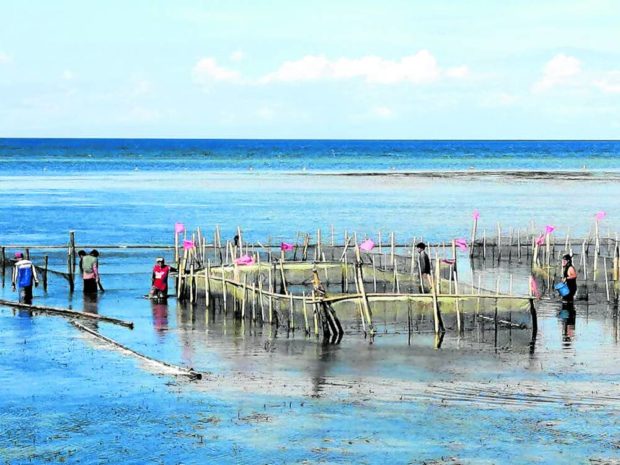 Pens for sea cucumbers in Camiguin. STORY: Sea cucumbers change lives in Camiguin