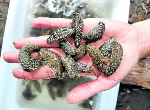  Juvenile sea cucumbers (Holothuria scabra) are hatched from the Mindanao State University Naawan hatchery in Misamis Oriental. STORY: Sea cucumbers change lives in Camiguin 