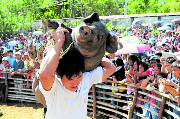  A man catches a native black pig in a community festival in Benguet. STORY: In Benguet, chickens replace pigs in rituals due to ASF