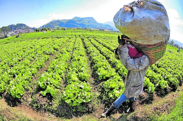 Vegetable farmer. STORY: Bill seeking mandatory insurance of crops filed