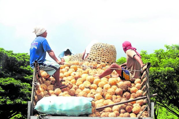 Coco farmers transport dehusked coconuts in Quezon. STORY: Agri chief blames local governments for farmers’ woes