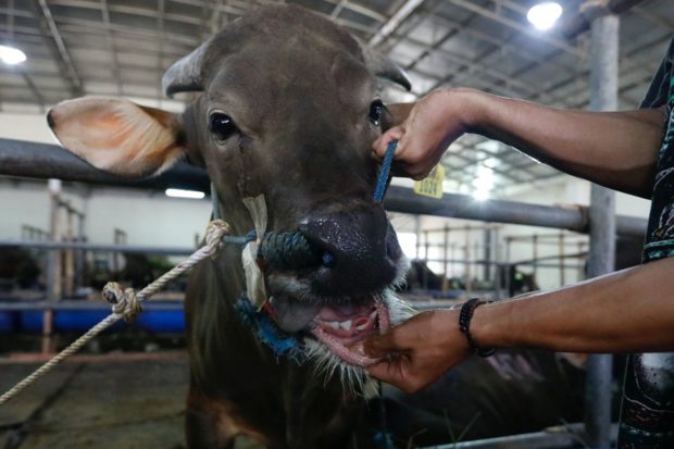 Indonesia launching nationwide vaccinations for foot and mouth disease